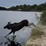 Лось ворвался на рыбалку