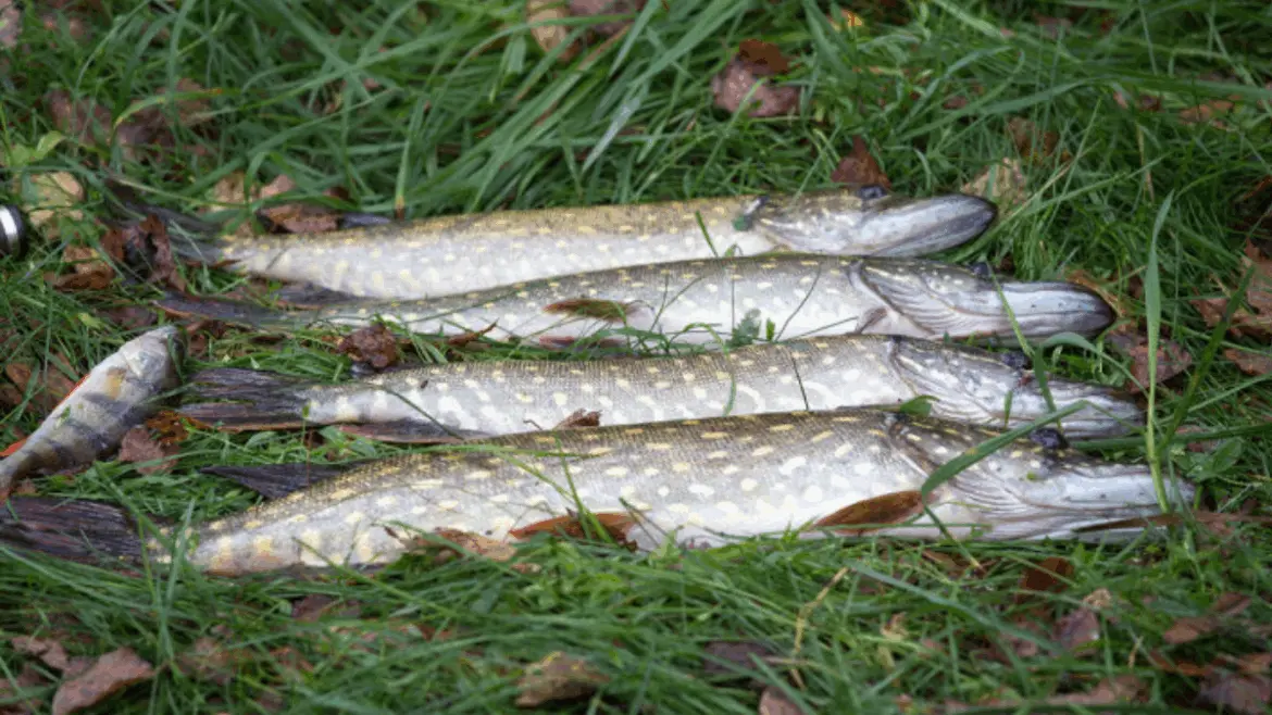 щука, красивая одна в одну на траве