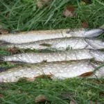 щука, красивая одна в одну на траве