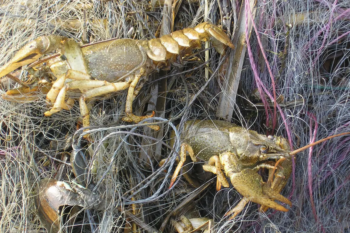 раки запутанные в сетке