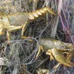 раки запутанные в сетке