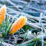 первые заморозки в РБ