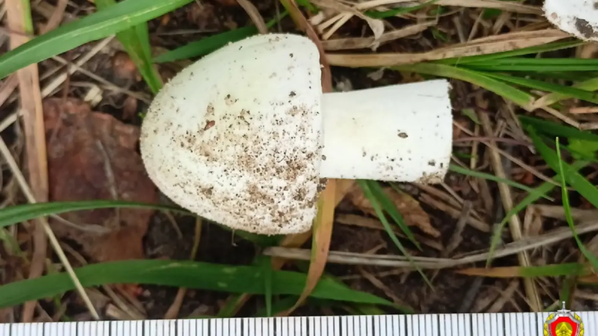 Отравилась поганками