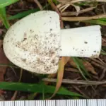 Отравилась поганками