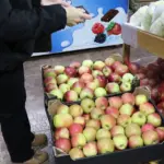 Полькие яблоки