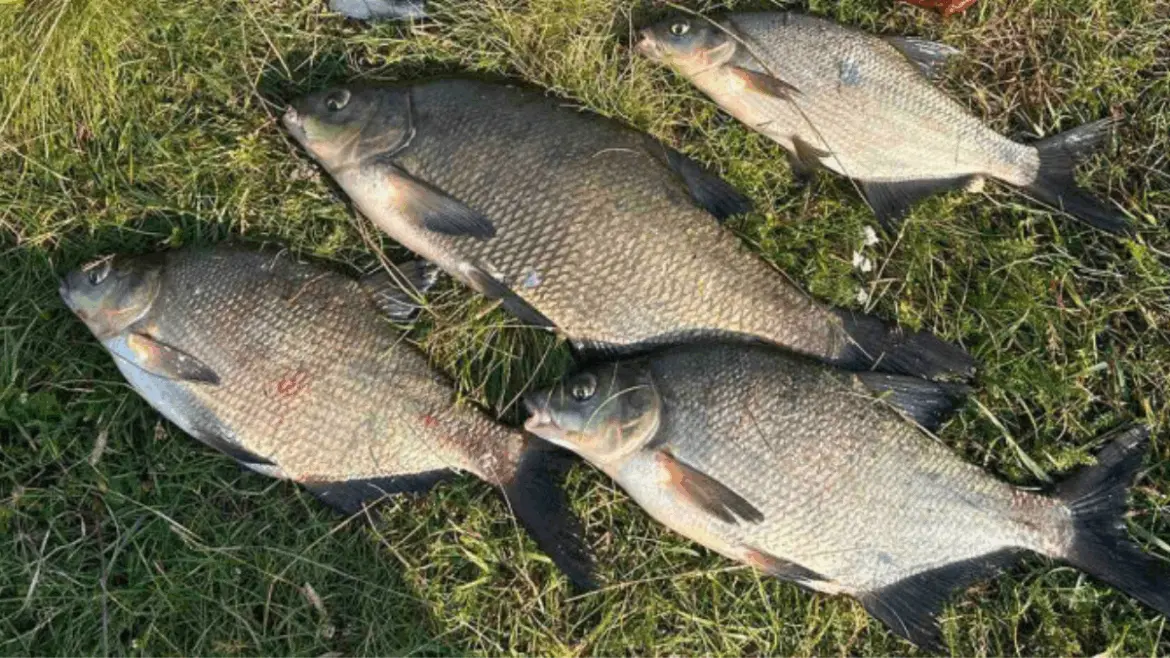 лещи пойманные на Березине