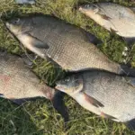 лещи пойманные на Березине