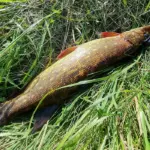 красивая хищница лежит на траве