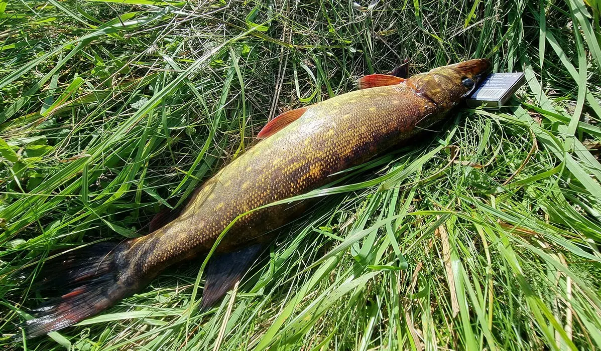 красивая хищница лежит на траве