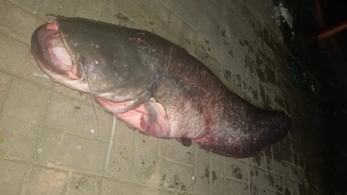 Рекордный сом