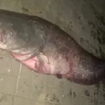 Рекордный сом