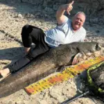 Сома поймали в Припяти