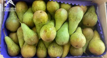 Фруктовый стоп – таможня ловит груши тоннами