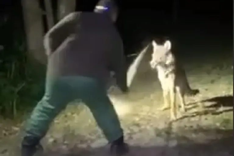 Убийство волка