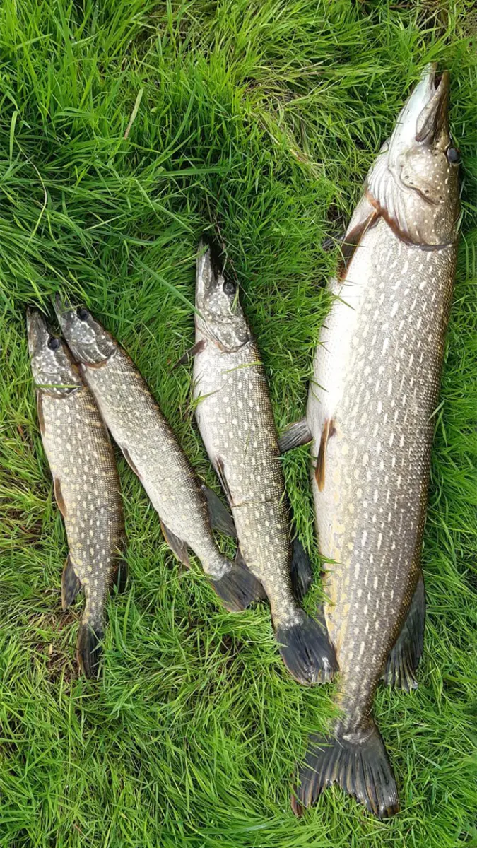 четыре щуки разного размера на траве, одна из них трофейная