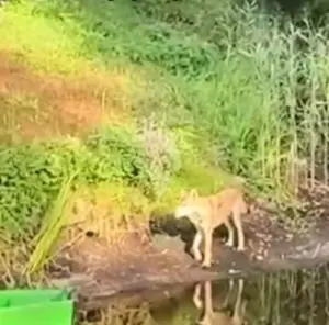 Волк возле места отдыха туристов