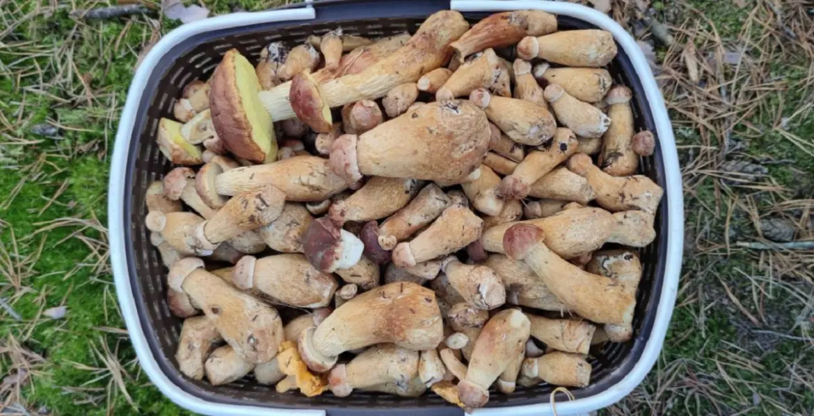 Золотистый боровик