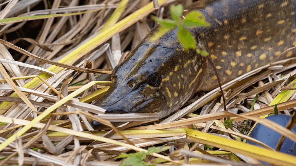 Щука лежит среди прибрежной травы после поимки