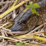 Щука лежит среди прибрежной травы после поимки