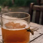 Оса на краю стеклянной кружки с квасом на фоне летнего сада