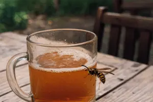 Оса на краю стеклянной кружки с квасом на фоне летнего сада