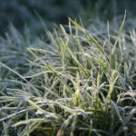 иней на траве