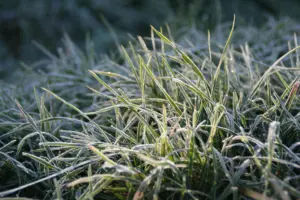 иней на траве