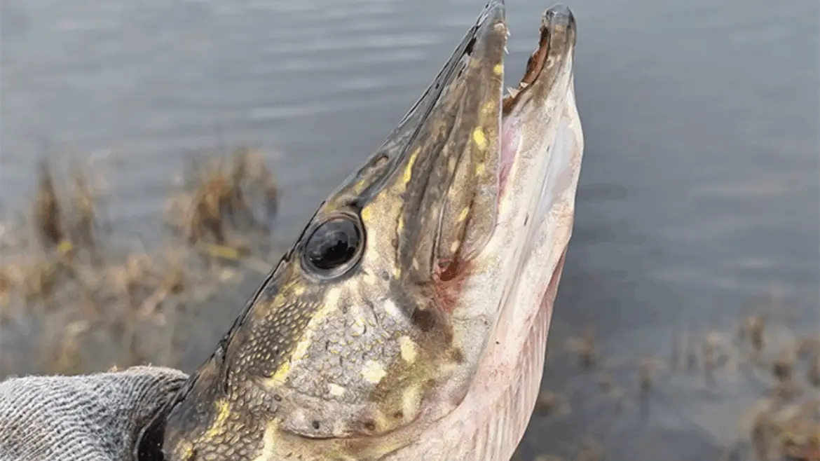 Крупный план головы щуки