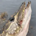 Крупный план головы щуки