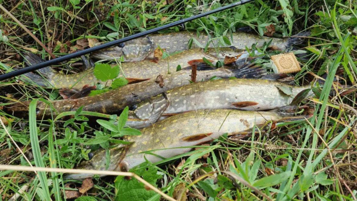 Несколько пойманных щук лежат на траве рядом со спиннингом.