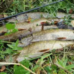 Несколько пойманных щук лежат на траве рядом со спиннингом.