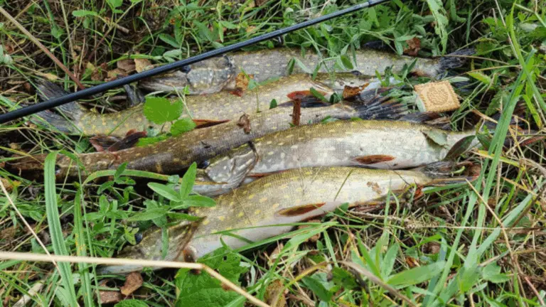 Несколько пойманных щук лежат на траве рядом со спиннингом.