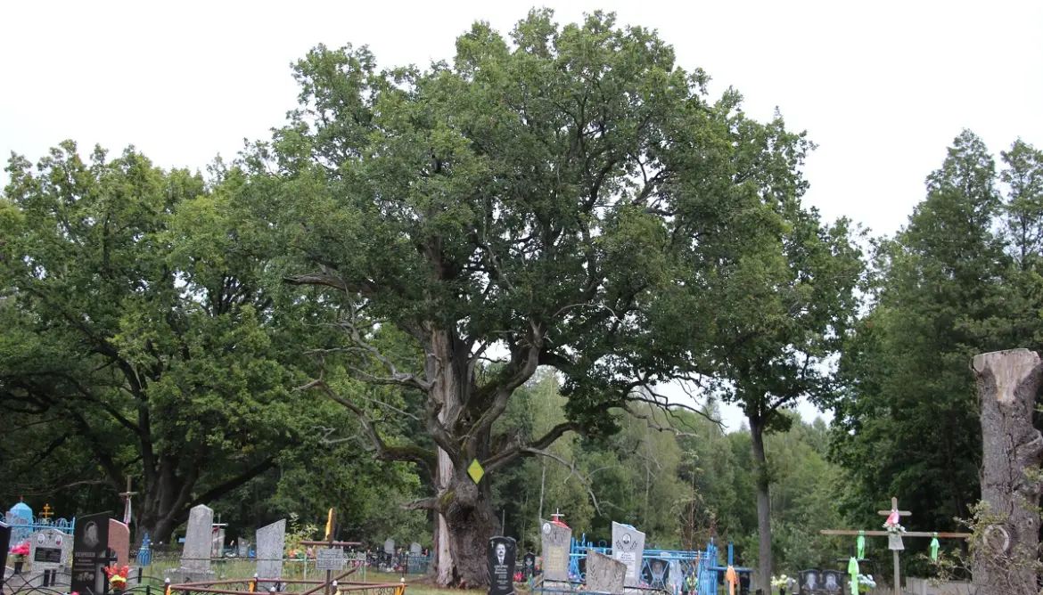 Свяшчэнны дуб у Івацэвіцкім раёне