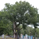 Свяшчэнны дуб у Івацэвіцкім раёне