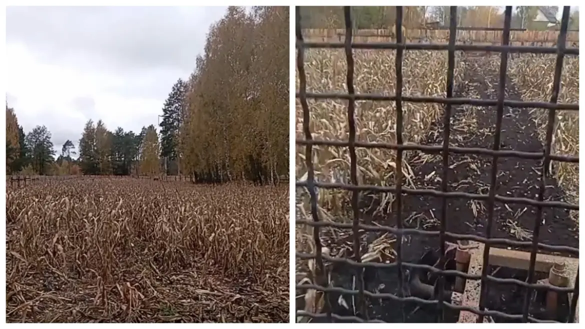 Крик души фермера, который запахал поле кукурузы из-за перекупов Запахал кукурузу