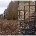 Запахал кукурузу