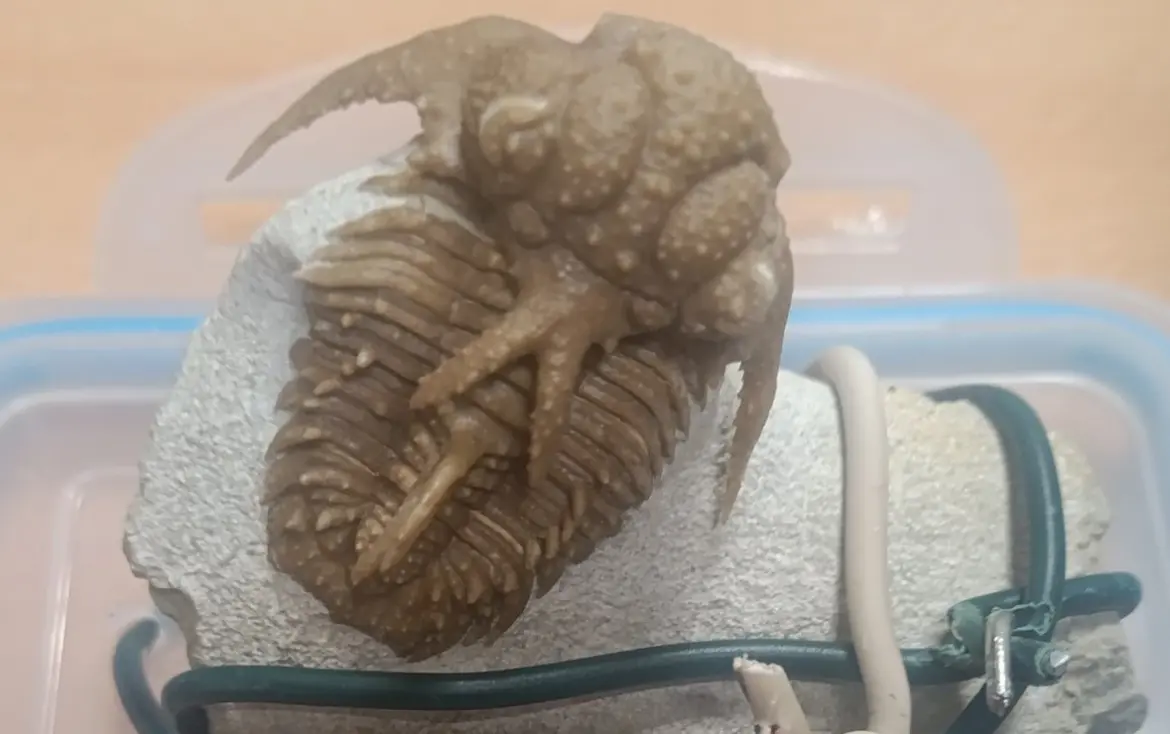 Окаменелый трилобит на камне, перетянутом проводами, изъятый польскими таможенниками.