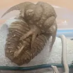 Окаменелый трилобит на камне, перетянутом проводами, изъятый польскими таможенниками.