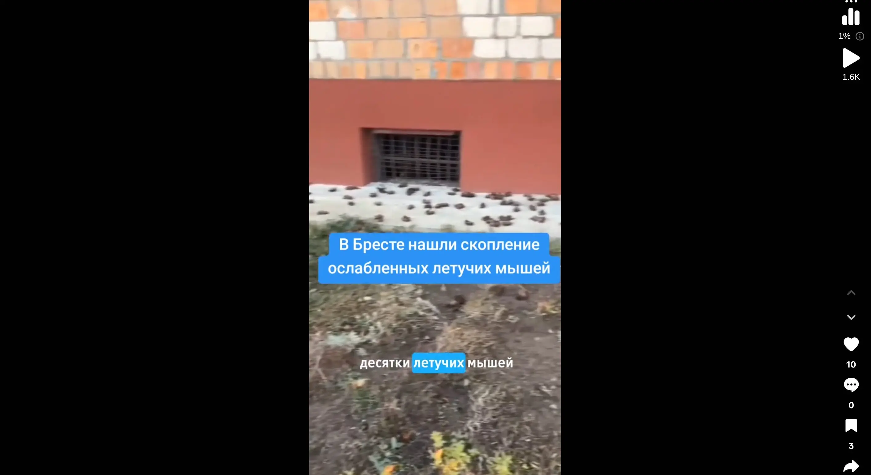 Что произошло с летучими мышами в Бресте и Варшаве?