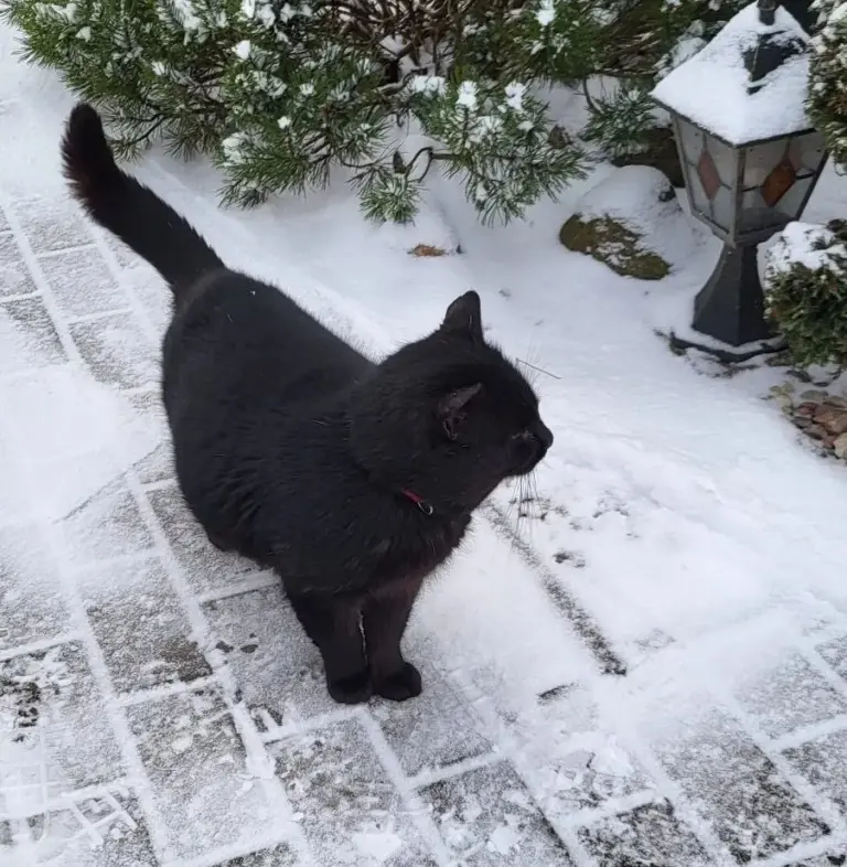 кот
