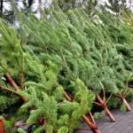 ёлочный базар