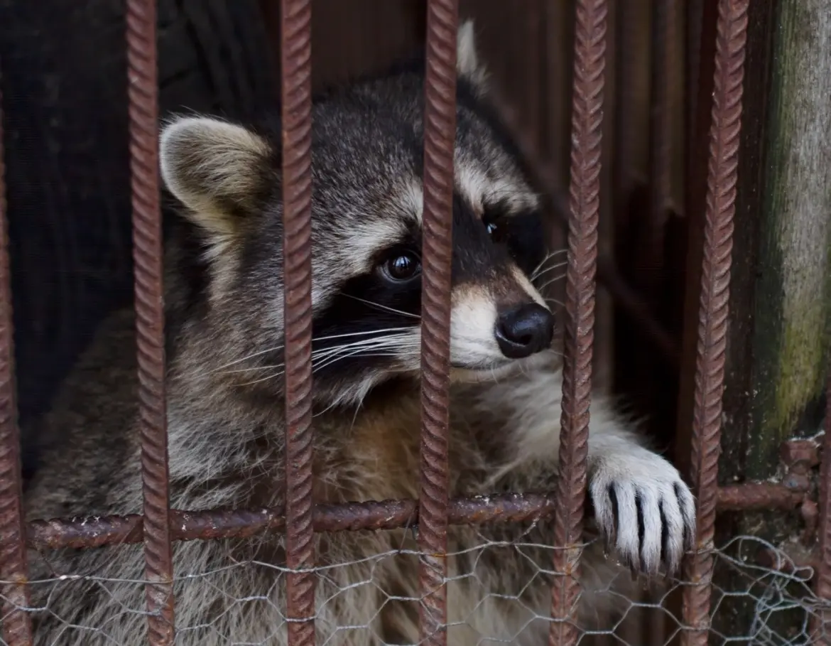 Енотиху продали с опухолью – что происходило в зоопарке под Брестом? енот