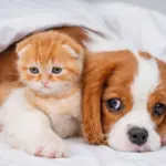 кот и собака