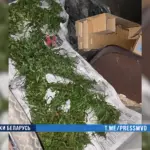 марихуана