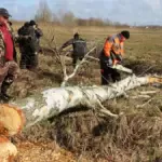 срезают деревья