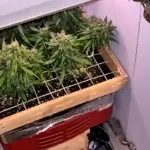 конапля