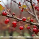 Садоводы могут осенью заготавливать черенки смородины