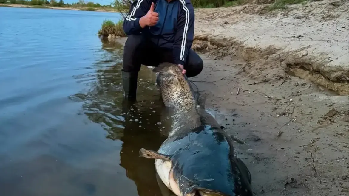 Рыбакам в Беларуси запретят ловить сома и сига