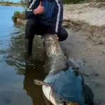 Рыбакам в Беларуси запретят ловить сома и сига