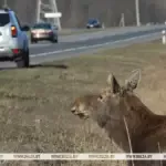 В Беларуси в ДТП с животными погибли пять человек